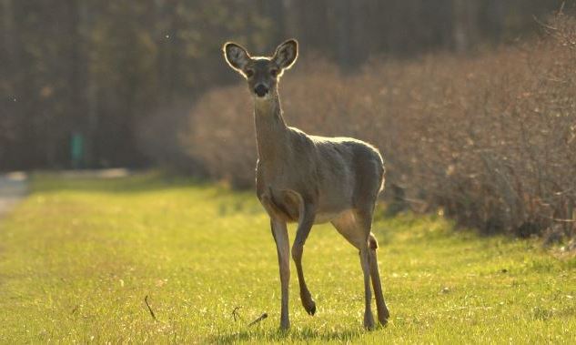 White-tailed Deer Stomping Hoof on Ground